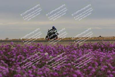 media/Jan-14-2023-SoCal Trackdays (Sat) [[497694156f]]/Turn 14 Exit Bloomig (145pm)/